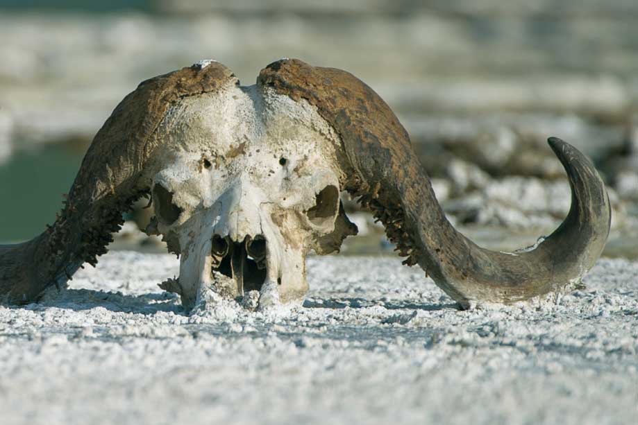 Geburt und Tod: Lebenszyklus-Strategien bei Wildtieren