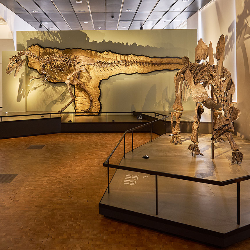 Dinosaurierskelette im Naturhistorischen Museum Zürich