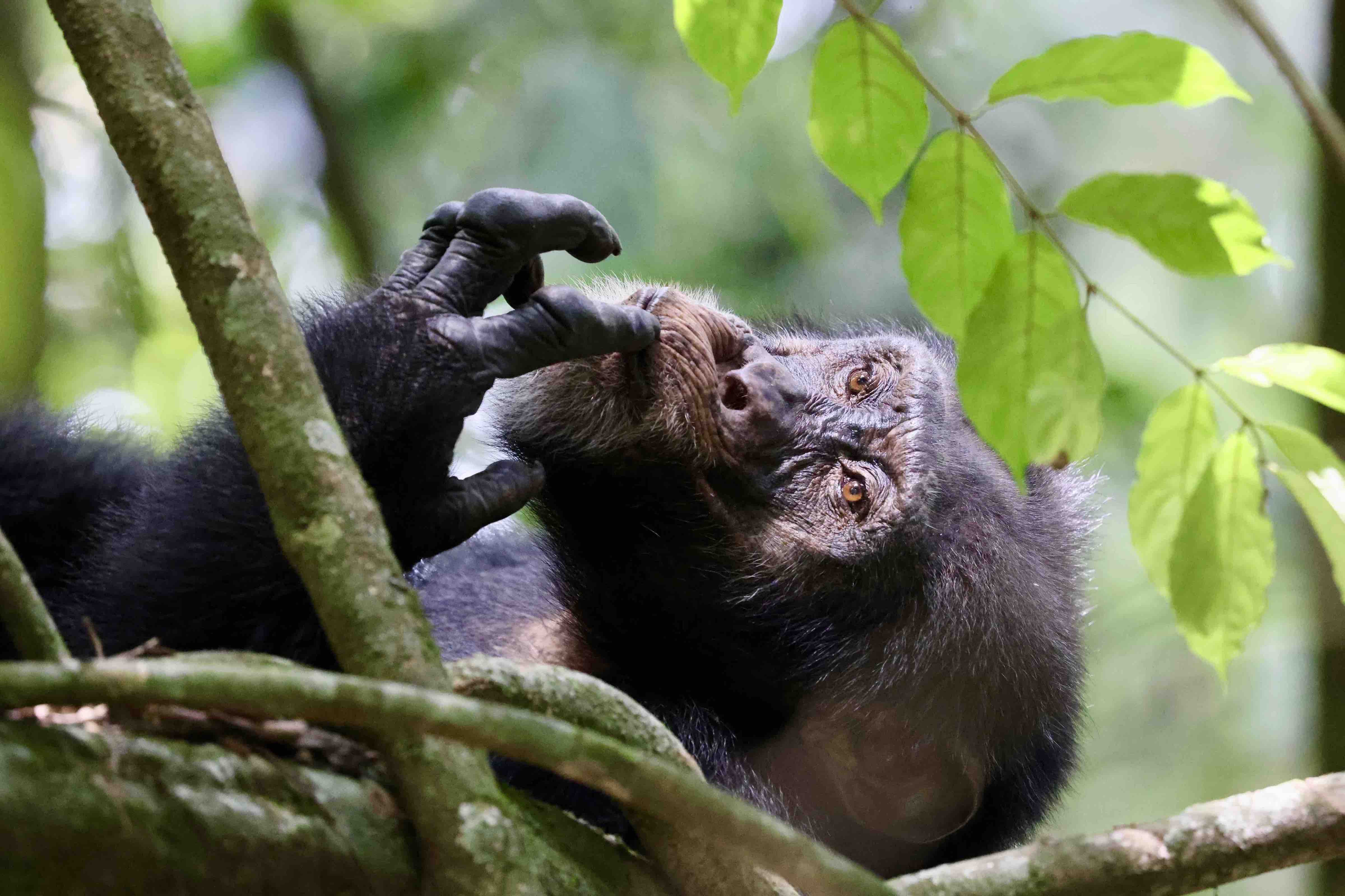  a photo of a wild chimpanzee called Jeje 