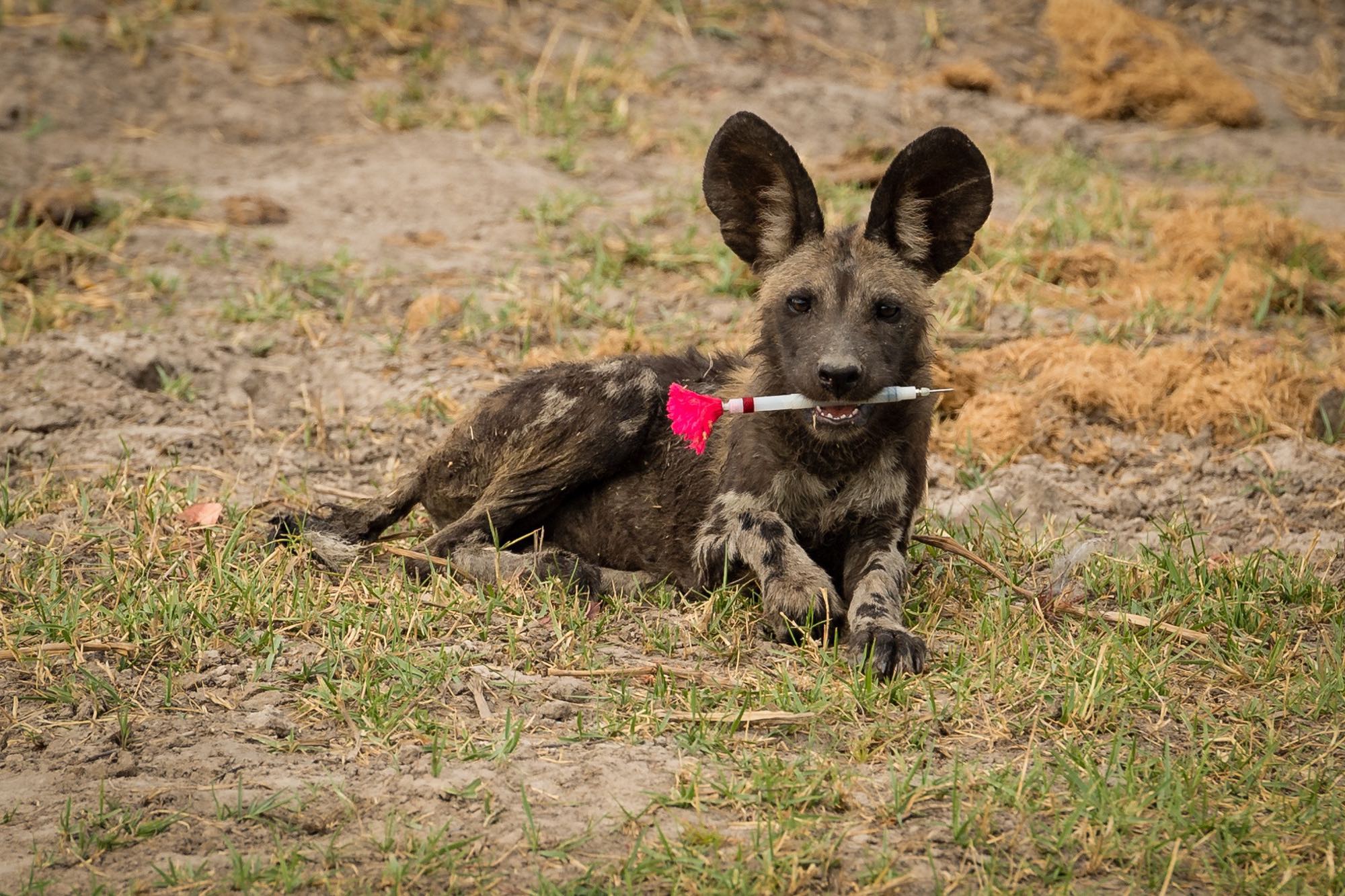 a photo of an African wild dog pup with a tranquiliser dart in its mouth