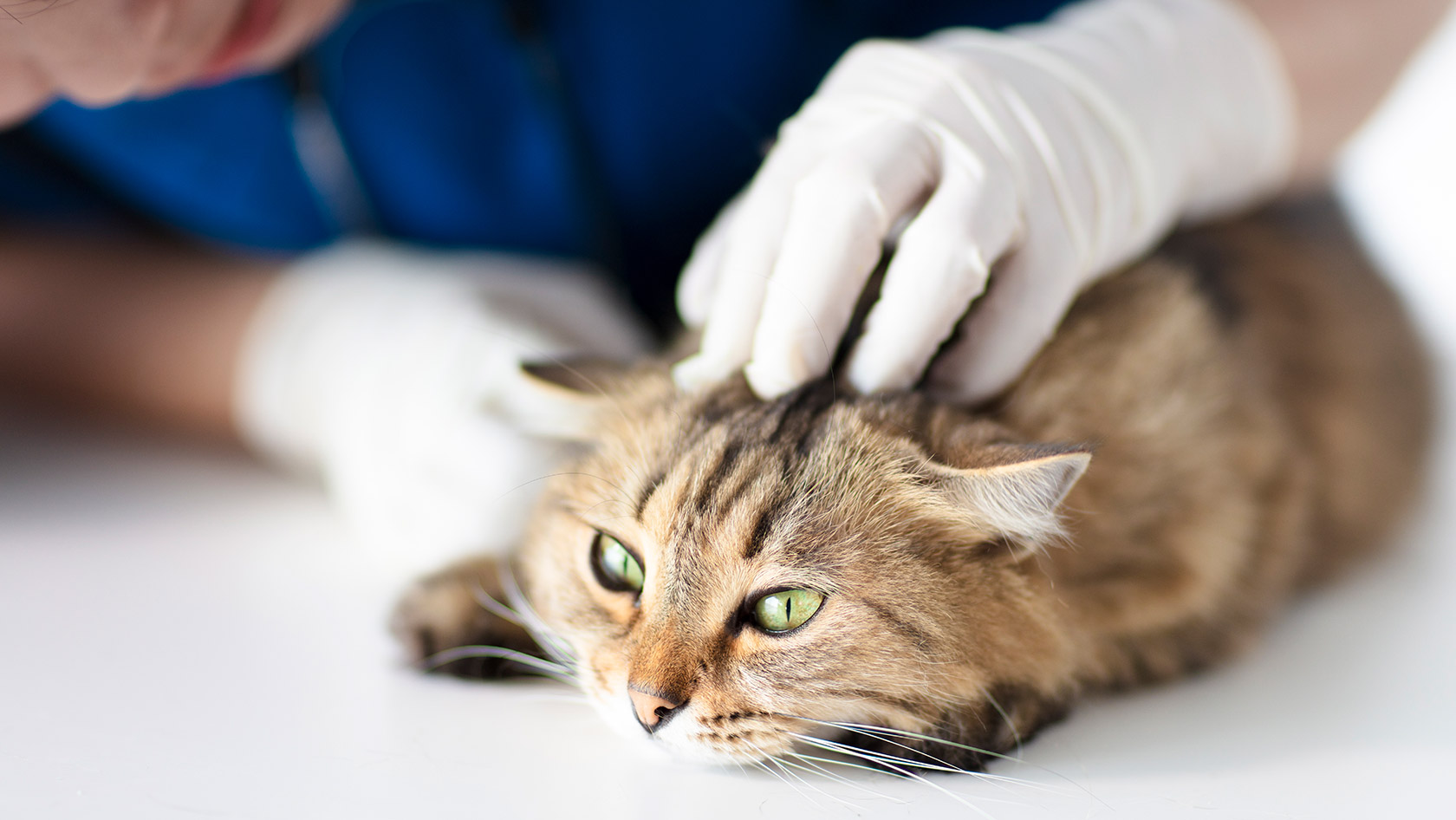 Cat at the doctor's