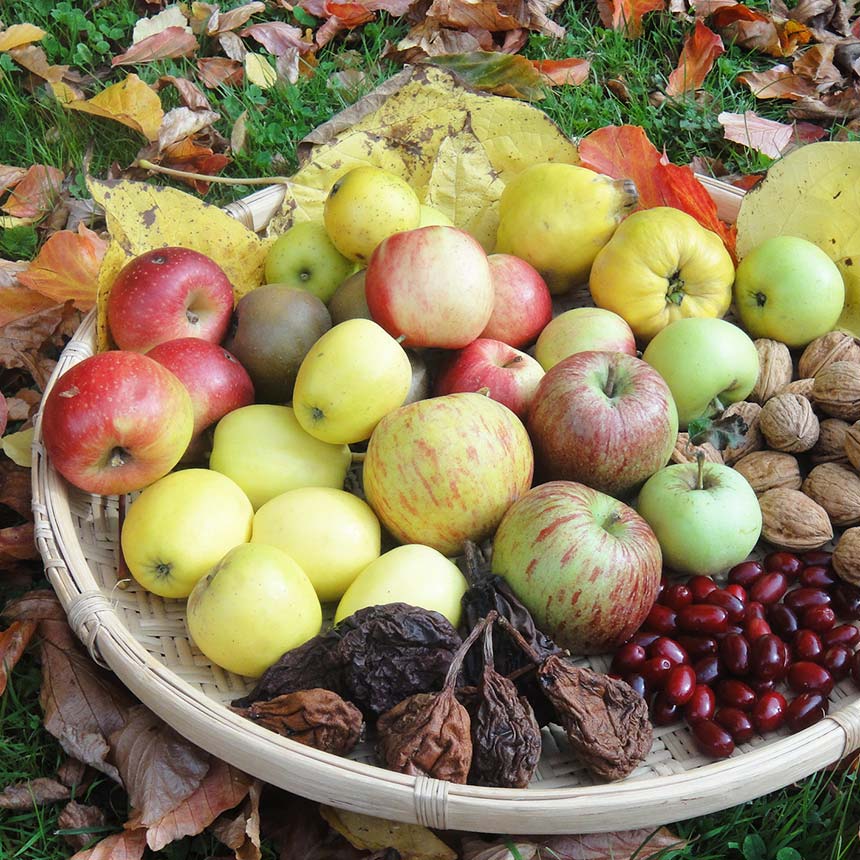 Äpfel, Birnen, Nüsse, Beeren