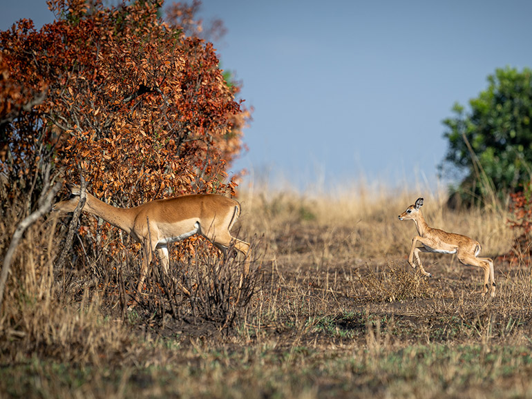 Masai Mara (Bild: Adrian Bieri)