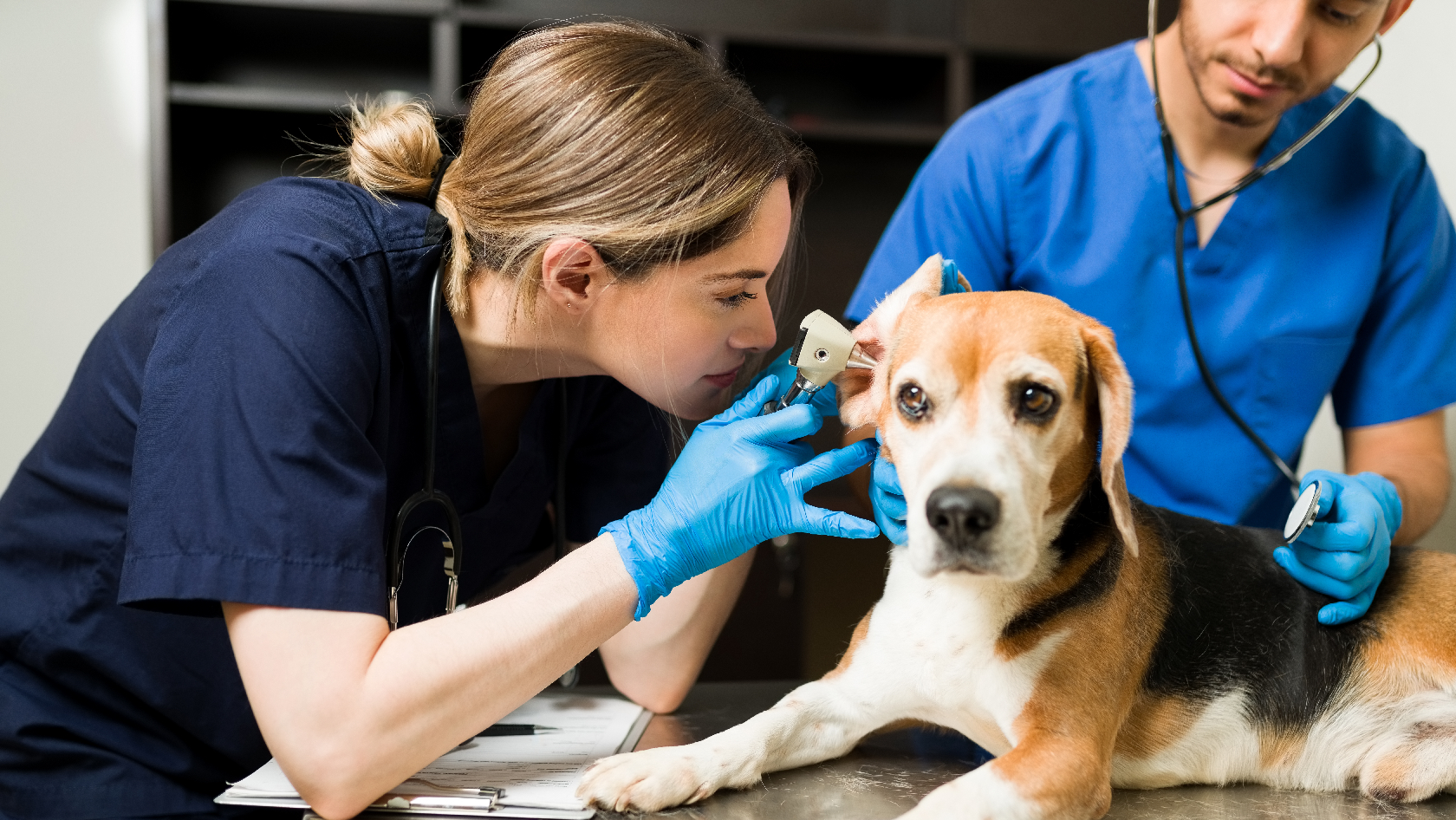 Veterinärmedizin